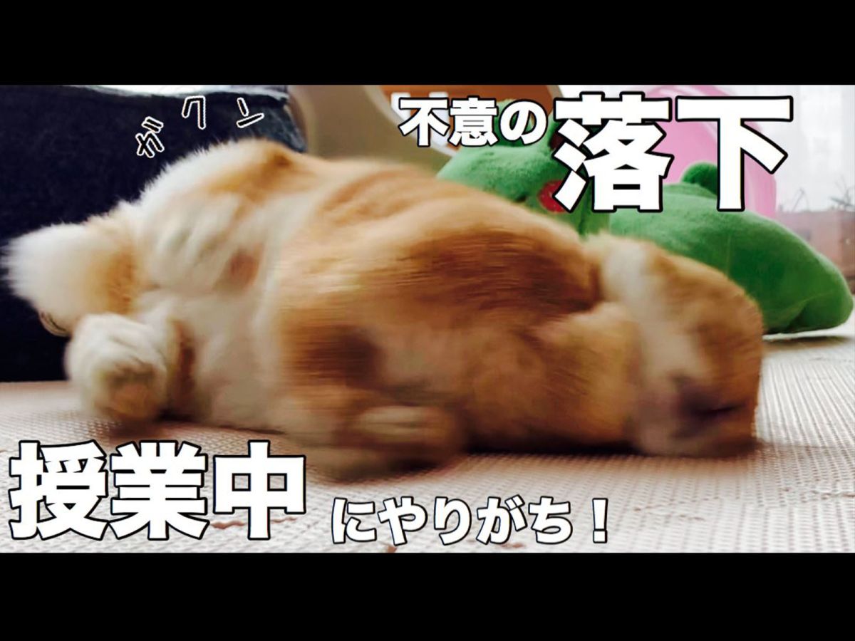 （跳跳跳）啊啊！是超級大的草原耶～偶可以吃這麼多草，好～開勳呀～～（圖／Twitter@papanikki1）