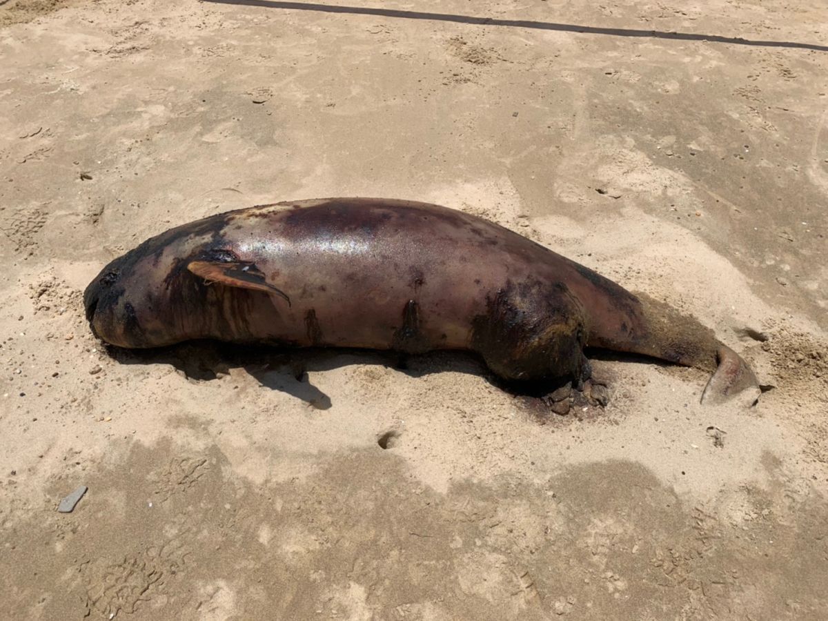▲金門縣金沙鎮狗嶼灣岸際驚現1隻死亡鯨豚。（圖／第九岸巡總隊提供）