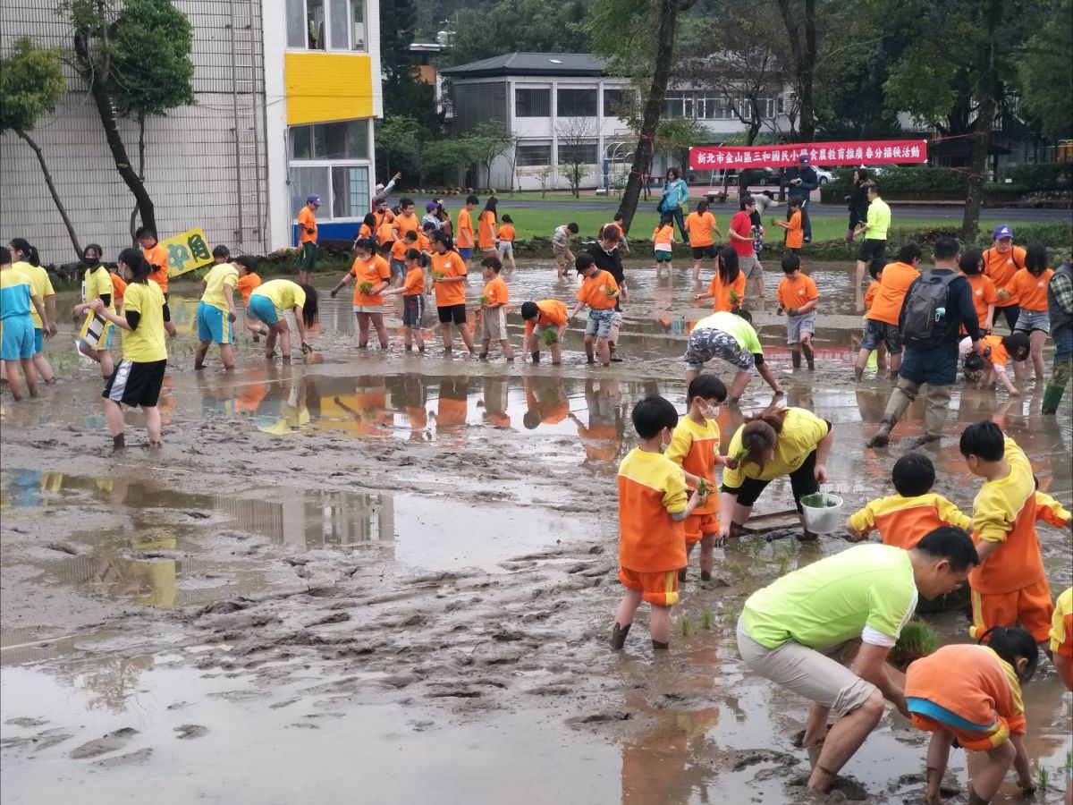 ▲金山三和國小體驗插秧活動。（圖／新北市政府農業局提供）