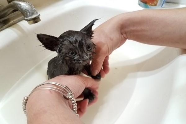 <br> 回家後第一件事就是幫小灰貓洗澡，除去身上的跳蚤與灰塵（圖／imgur@radi0​​raheem）