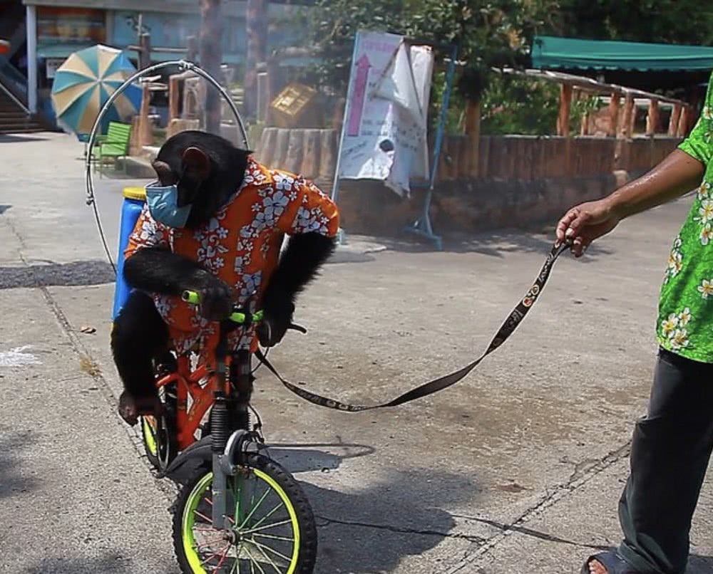 泰國北欖鱷魚湖動物園因為啟用「黑猩猩消毒員」，而受到動物保護團體與民間的撻伐聲浪，更讓政府特別下令禁止動物園使用黑猩猩或任何其他動物噴灑消毒藥劑。（圖／翻攝自影片）