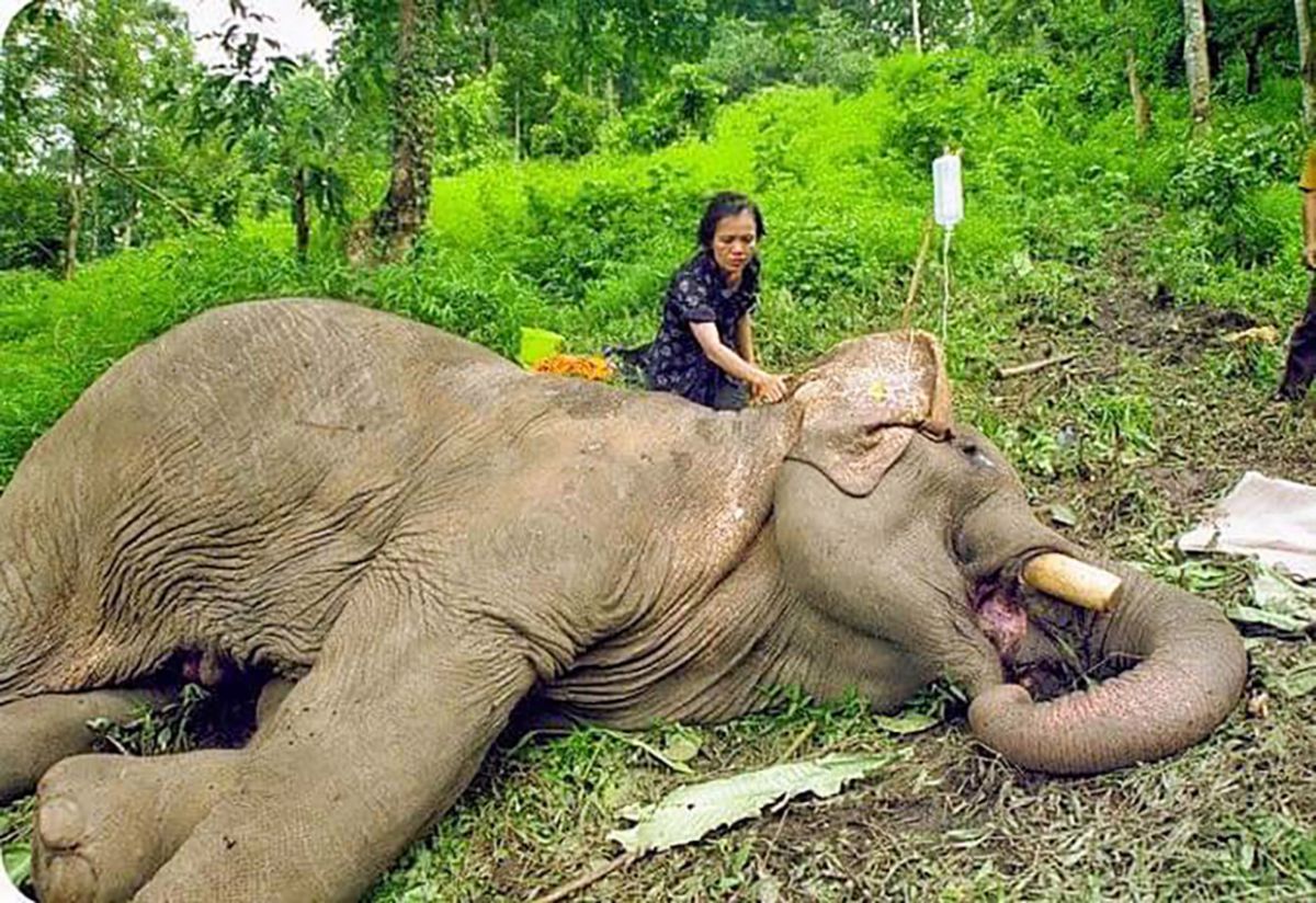 動保團體估計上千隻在泰國旅遊業「工作」的大象恐怕將因「失業」而活活餓死。（圖／Save The Elephant Foundation）