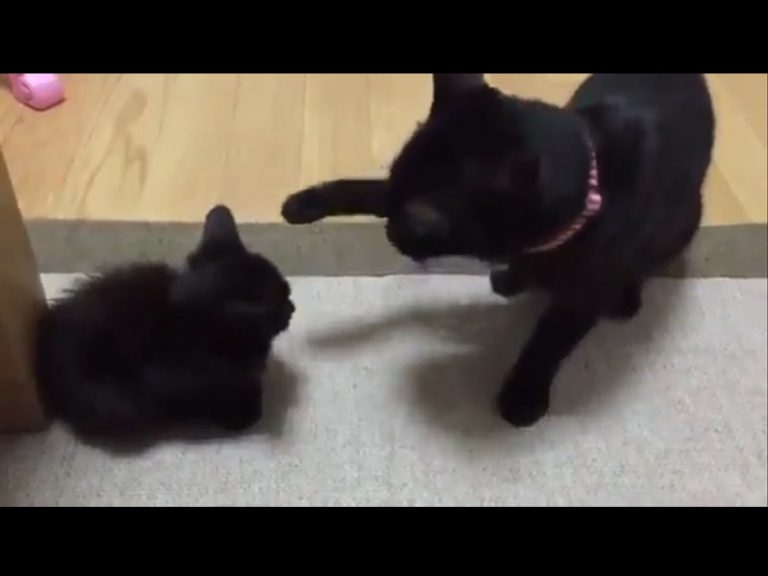 黑貓見一坨小黑炭手癢癢想狠巴　出拳5秒後卻萌翻網友！
