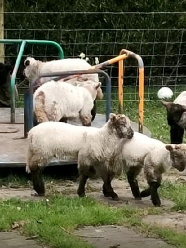 無視社交距離！小羊集體攻佔兒童園區　狂玩「轉圈圈」嗨翻 