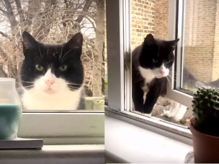 一隻賓士貓在男子窗前凝視，甚至要求進屋（圖／IG@adriantauss）