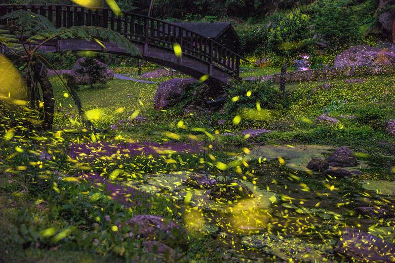 每年3至5月是阿里山地區賞螢火蟲季節，許多民眾都會前來一睹這限時美景。（圖／阿里山國家風景管理處）