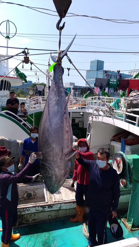 ▲今年第一尾黑鮪魚被賣初時價值25萬元（示意圖／東港區漁會提供）