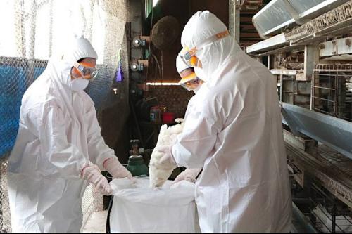 禽流感警報！台南候鳥排遺檢出H5N1　日本已有蛋雞確診
