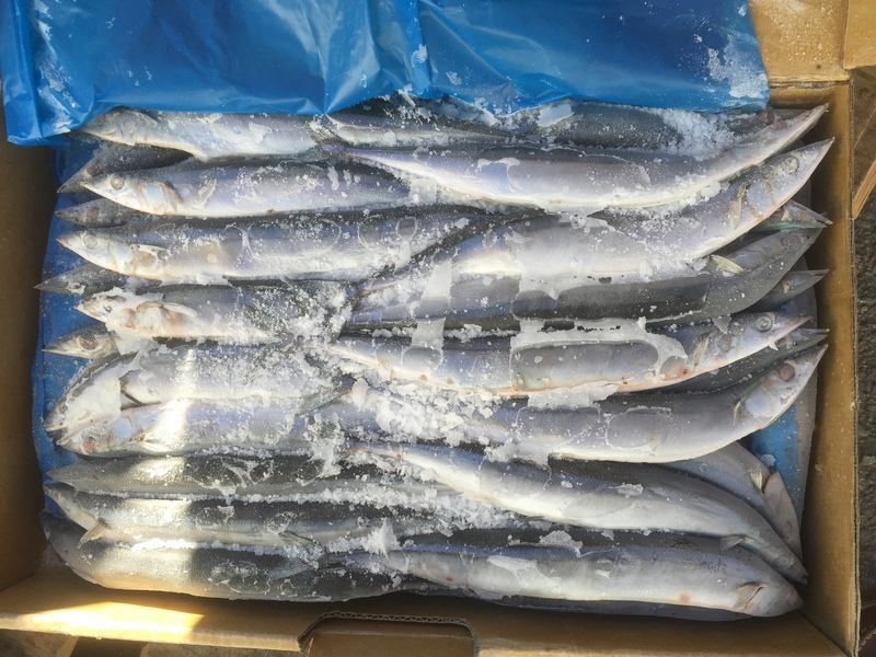 中國突禁台水產品進口　高雄秋刀魚、魷魚今年影響不大