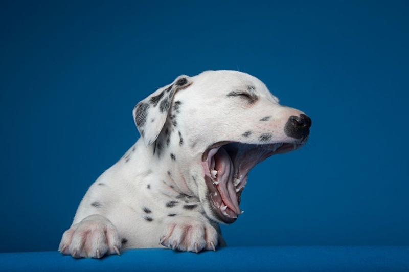 我家狗狗常常咳嗽加乾嘔　是什麼原因？｜專業獸醫—王文秀