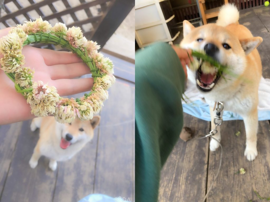 推主準備了美麗的花圈要送給Sora。（圖／Twitter@sora1013siba） 