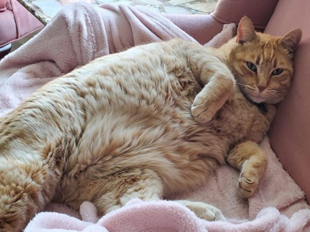 胖橘貓天天跑到鄰居家（圖／FB@Jo Ward）