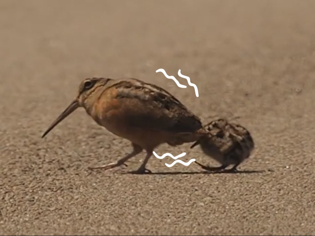 鷸鳥媽媽一邊點晃著身體，一邊搖擺前進。（圖／Facebook@Kelly Cain）