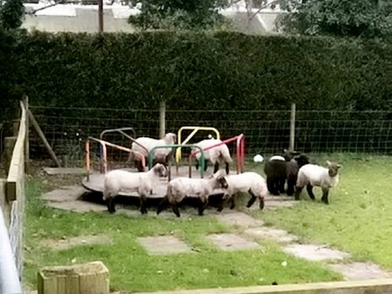 無視社交距離！小羊集體攻佔兒童園區　狂玩「轉圈圈」嗨翻
