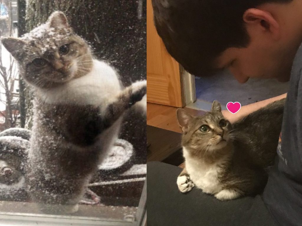 浪貓在下大雪的日子要求進入男子家（圖／IG@chunkchunkthecat）