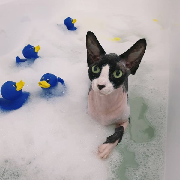 奇特無毛貓不怕水　竟會自己拍水打泡沫：人家想要泡泡浴！