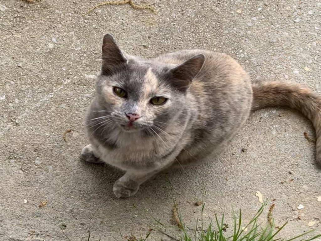 女子搬進新家獲得一隻自來貓（圖／FB@Giselle Bodin Lyons）