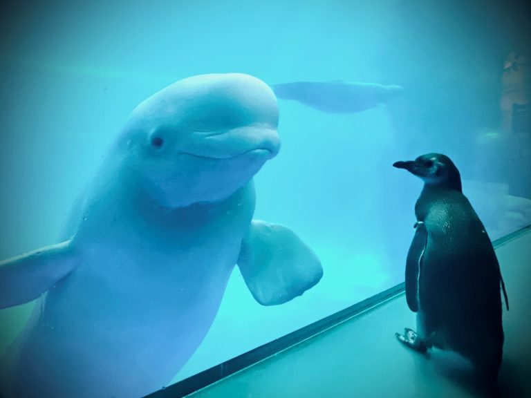 水族館白鯨遇見鳳冠企鵝　南北半球小可愛相見歡：你好啊！
