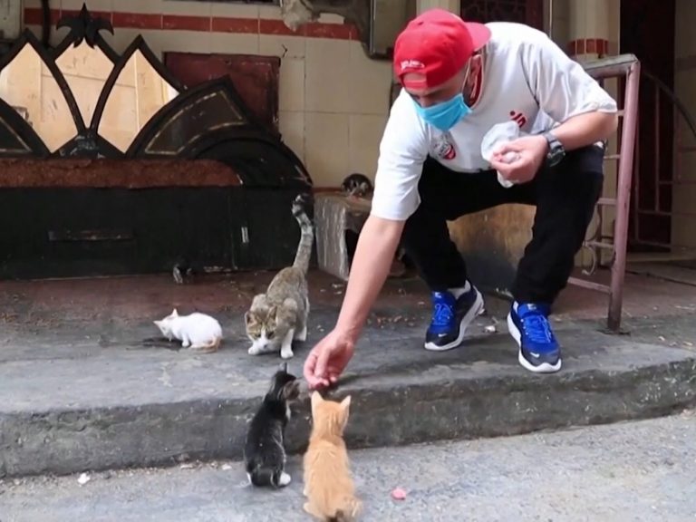 摩洛哥男子每天自掏腰包買食物餵浪貓（圖／翻攝自Youtube@The Animal Reader）