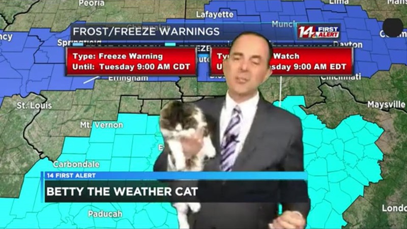 主播在家報氣象　直播中頻遭愛貓騷擾：乾脆整場給你秀！