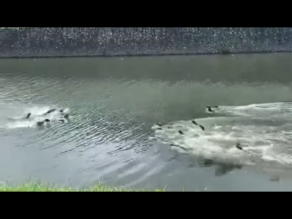 喔喔喔喔！要幹架了要幹架了！！（圖／Facebook@Alfred Chua） 