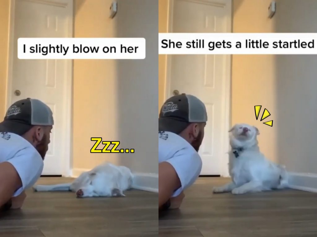 李子天生失明、失聰，生活上需要特殊照顧，一不小心常會驚嚇到牠。（圖／IG@lola_plum365） 