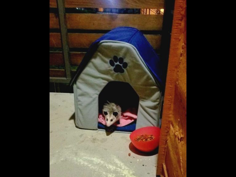 除了讓貓咪吃飽飽，蜜雪兒也希望牠能住暖暖，因此設了一個貓窩。（圖／Michelle Slater） 