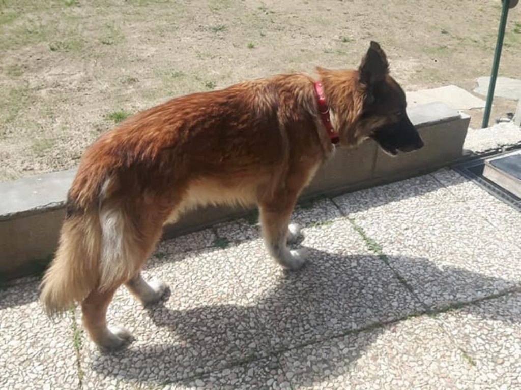 現年7歲的德國牧羊犬史黛拉，自從主人送醫後就心心念念著他。（圖／Sportello Tutela Animali） 