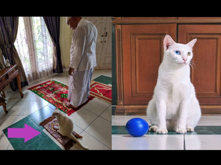 白貓獲得專屬小毯子　每天最期待陪阿爸一起祈禱好貼心！
