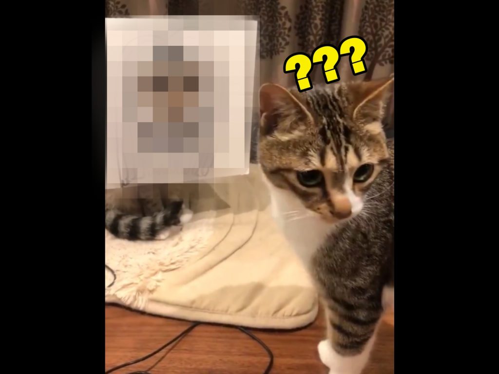 Tora：剛剛Saba明明在這啊！怎摸不見惹？（圖／Twitter@kokonananya） 