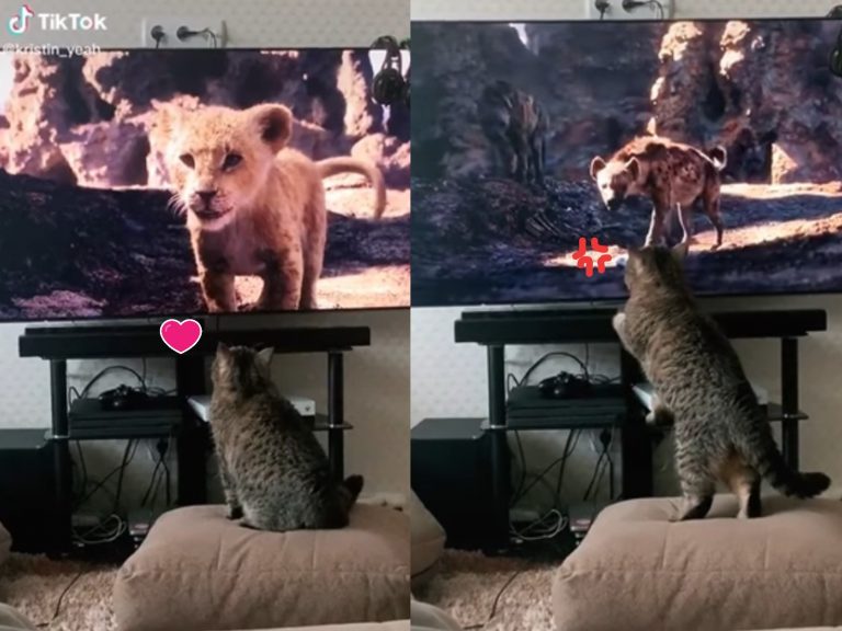 虎斑貓相當認真地觀看電影《獅子王》（圖／翻攝自TikTok@kristin_yeah）