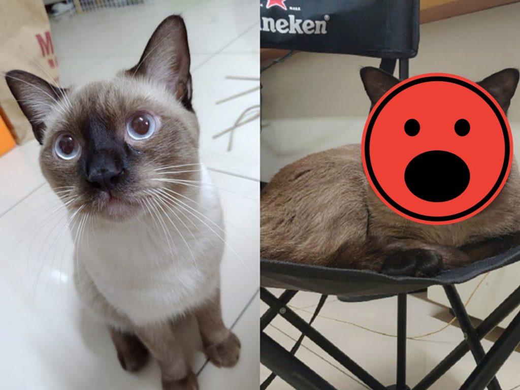 2年前的弟弟纖細瘦長，如今卻變得像大叔一樣，腮幫子都肥到溢出來啦。（圖／網友Wanhua Huang提供） 