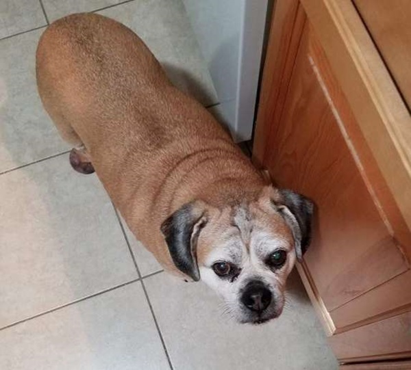 最愛狗狗離世！心碎小女孩「寄信去天堂」　竟迅速得到超暖回信