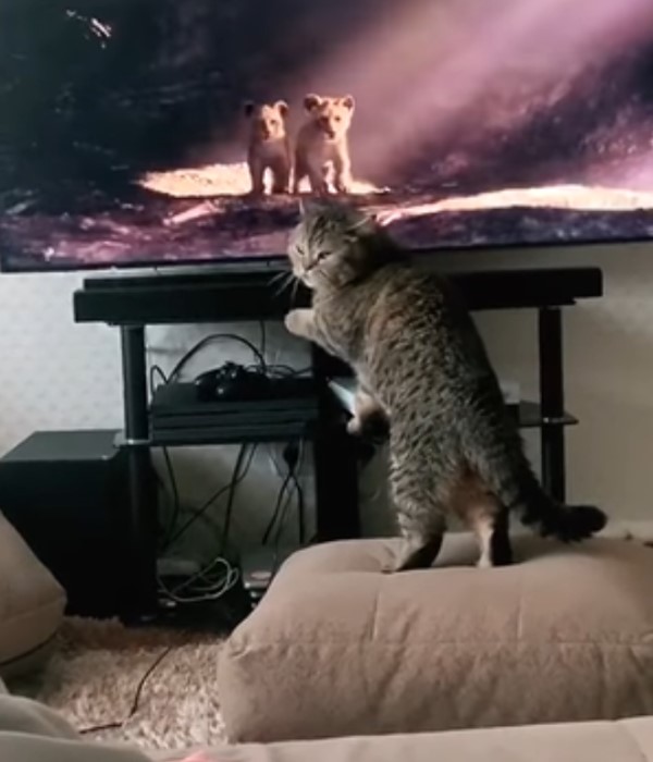 貓咪看「獅子王」好入迷　危機時刻竟大叫：別欺負我同類！