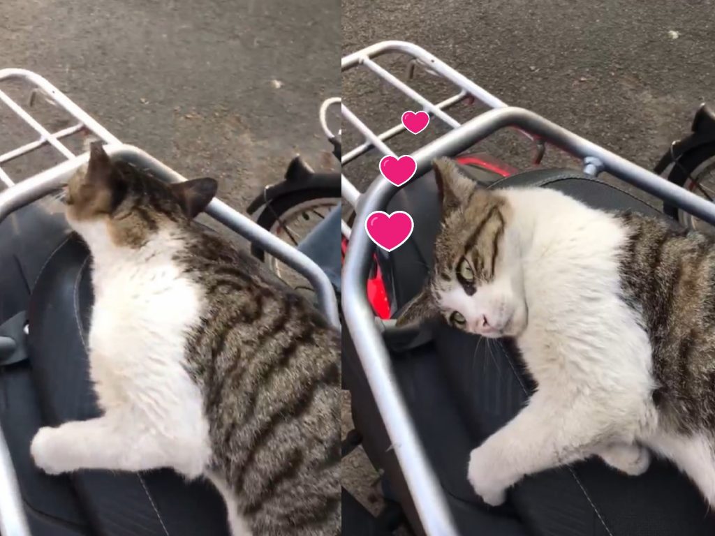 浪貓咪咪霸占何先生的車（圖／網友何祐授權提供）