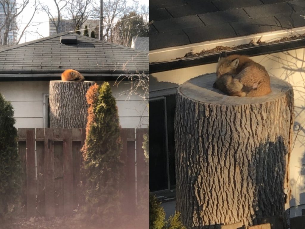 女子的父親在院子的樹幹上看見一隻野生狐狸（圖／twitter@SaraReneeRyan）