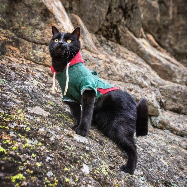 黑貓與飼主互看不順眼　日久生情竟變成最棒的登山夥伴