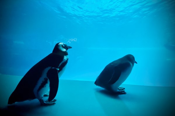 水族館白鯨遇見鳳冠企鵝　南北半球小可愛相見歡：你好啊！