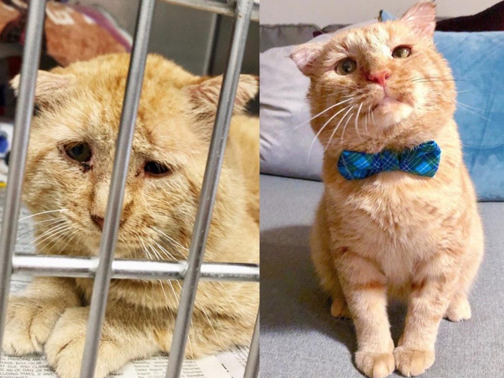 收容所乏人問津大頭橘貓滿臉哀傷　女子心疼：跟我回家吧！