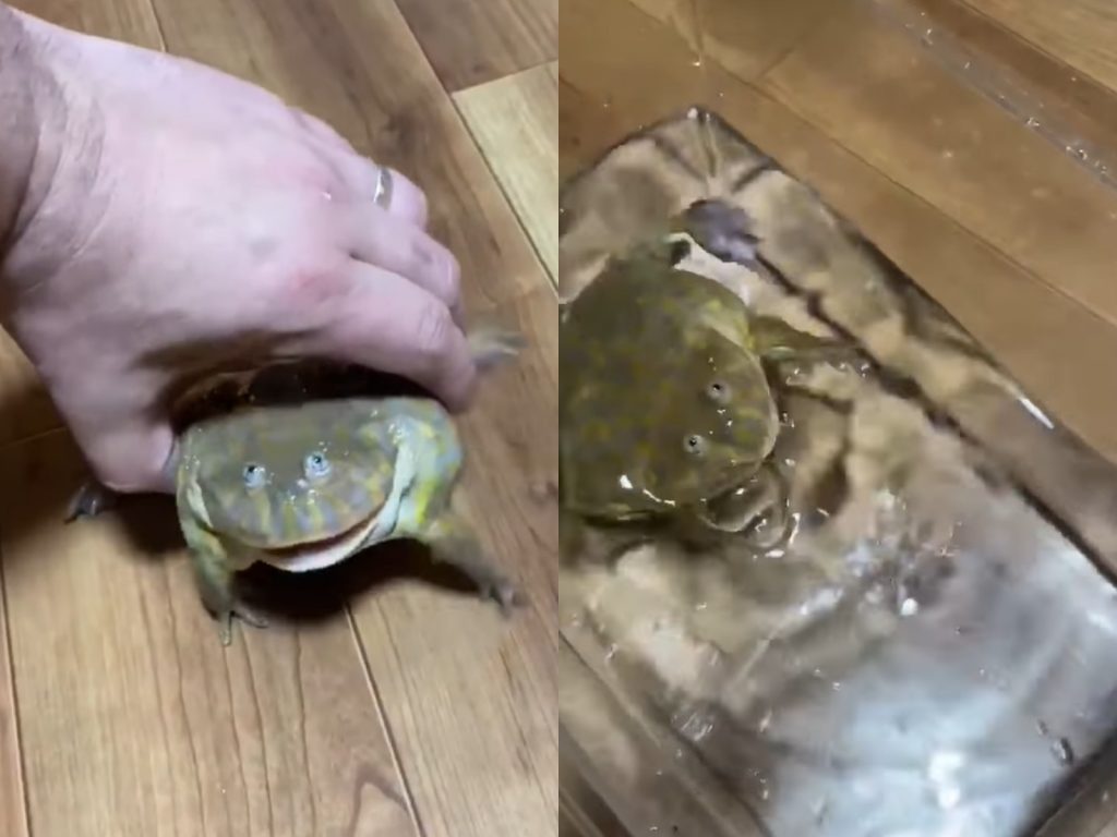 嘶嘶嘶嘶嘶－－偶很森氣氣喔！！！（圖／Facebook@Ali Camacho） 