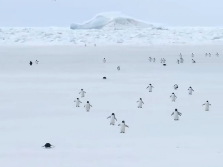 拍企鵝搖擺行進被五倍速播放　網笑：根本是發條玩具！

