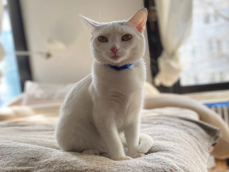 夫妻發現一親人白貓求收編　一個月後竟出現超級大驚喜！
