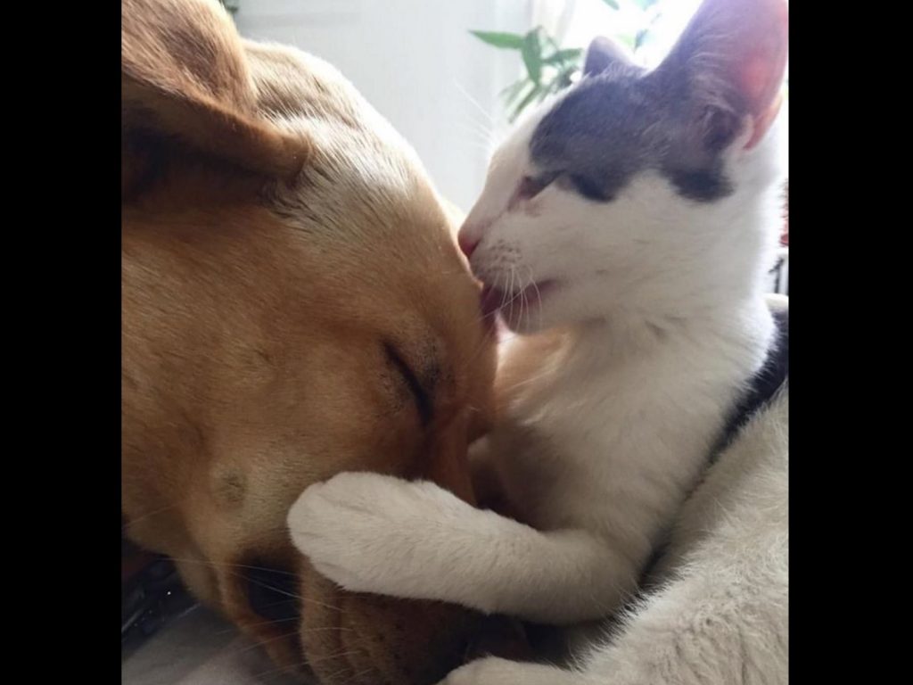 貓咪對狗狗示好（圖／IG@saltie_and_lars）