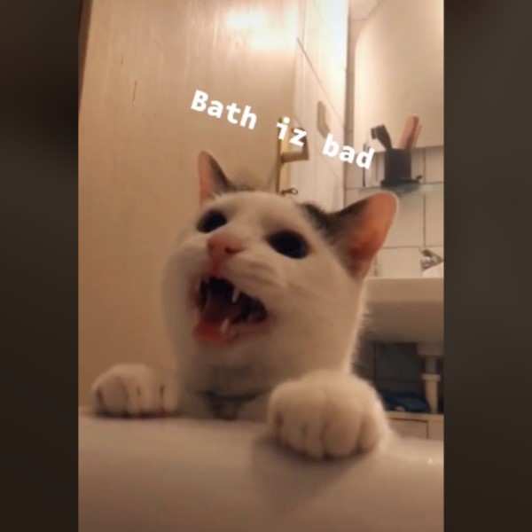 黑白貓看見奴才泡澡好擔心　在浴缸旁頻探頭：還活著嗎？