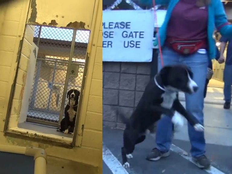 貝尼有些害怕，面對人群也有些遲疑，不安地在籠子角落跺著腳。（圖／Facebook@Saving Carson Shelter Dogs） 