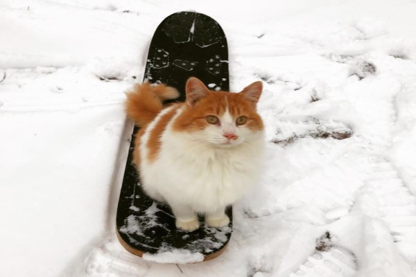 奴才熱愛極限運動　連愛貓也學會滑雪網驚豔：超狂的！