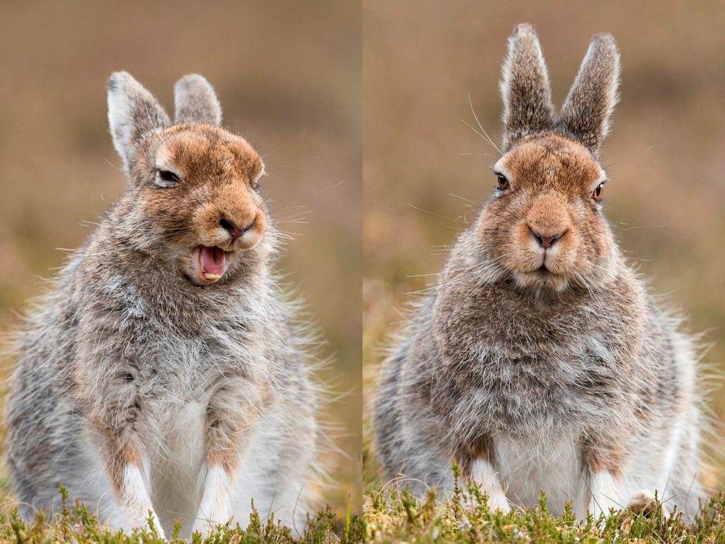 你拍什麼！偶有縮你可以拍嗎？（圖／SWNS@Andy Howard） 