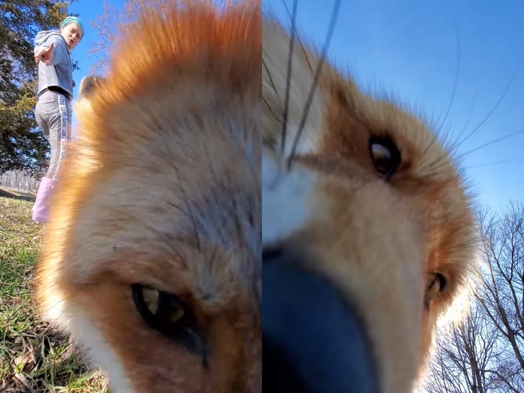 米卡拉：不要咬走～給我停下來啊啊啊！！（圖／Youtube@SaveAFox） 