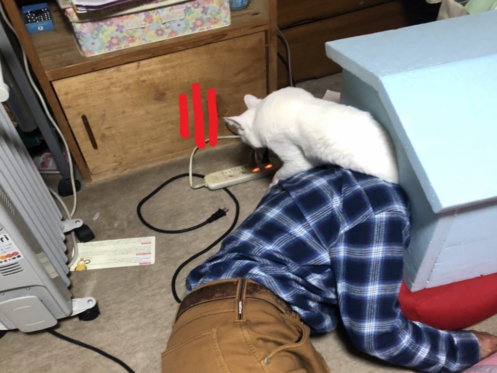 日本推主的父親喝醉後竟然鑽進貓屋（圖／twitter@bon_the_fool）