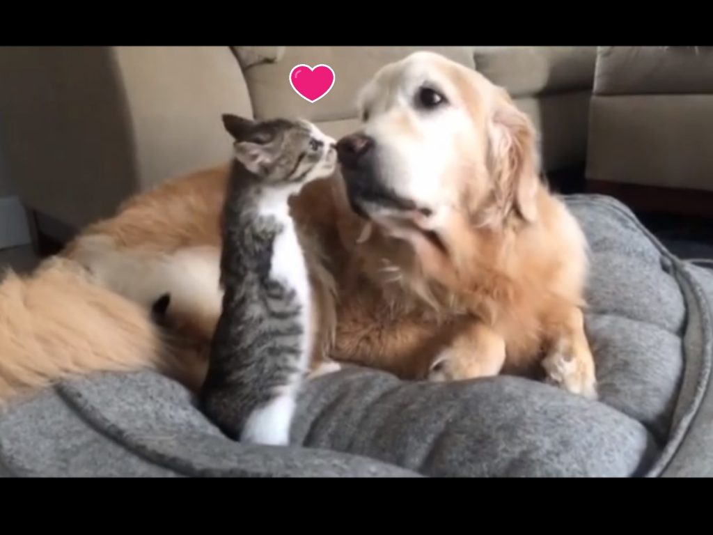 截肢小貓是一隻狗派喵星人（圖／IG@purrasicduck）